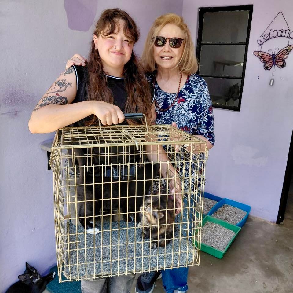 kittyhavens.co.za 628480438